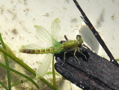 Emergent Damselfly