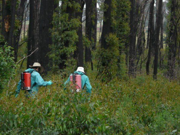MCMC staff assisting with weed control at Kinglake.