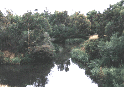 The above depot area transformed into Merri Park Wetlands, circa 2001.