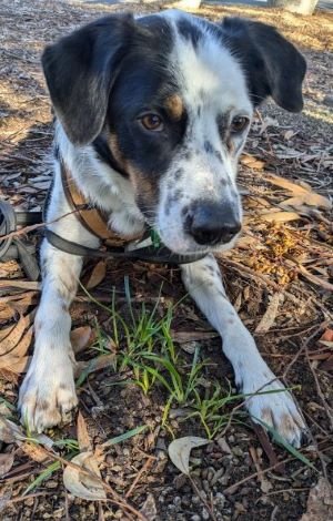 Wallan Environment Group members: Norbert Ryan, Cr Claudia James and Rod Eldridge.