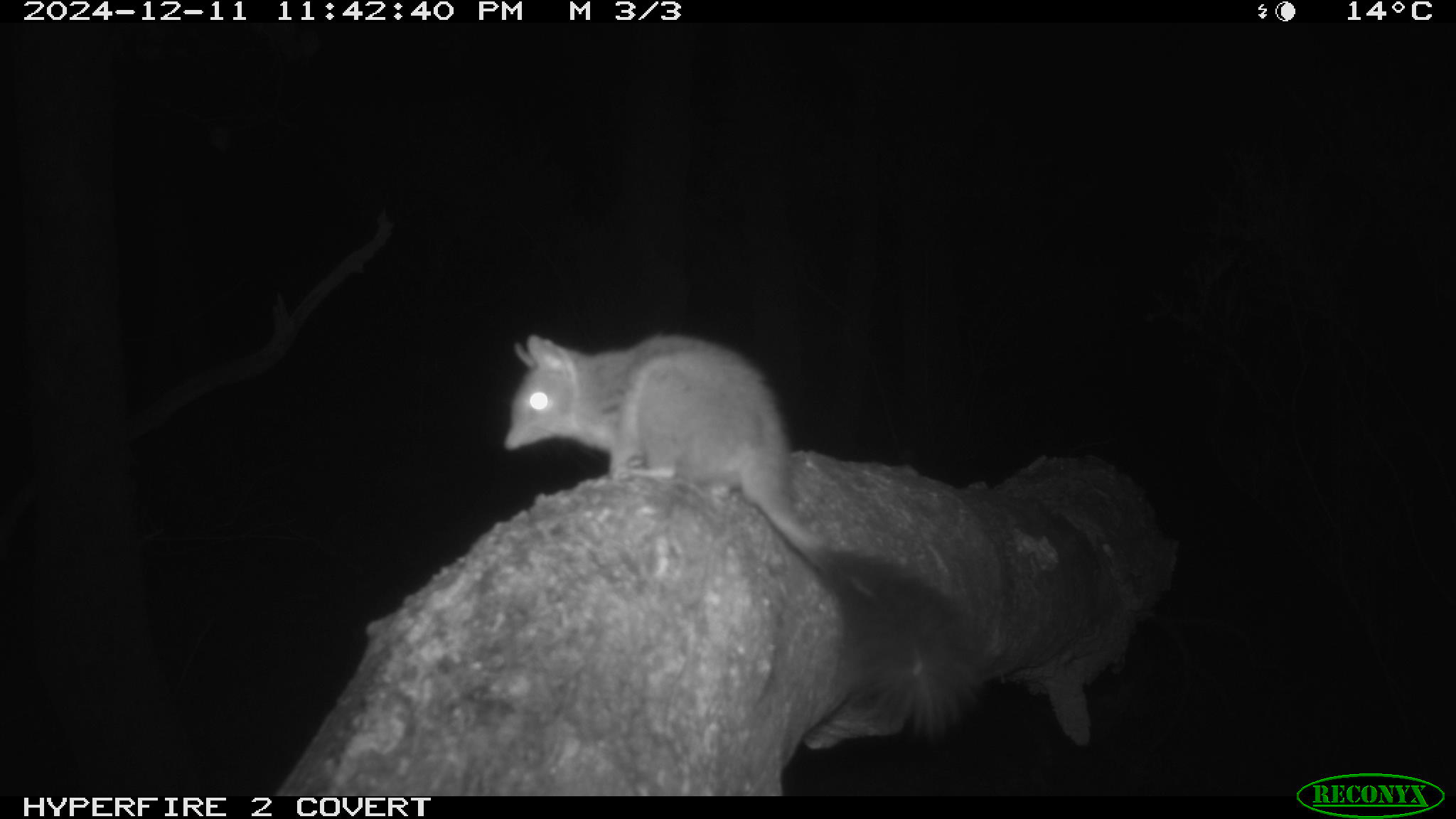 Brush tailed Phascogale7