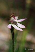 Caladenia pusilla