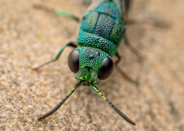 Cuckoo Wasp Primeuchroeus by Matt Tudor MCMC 380px