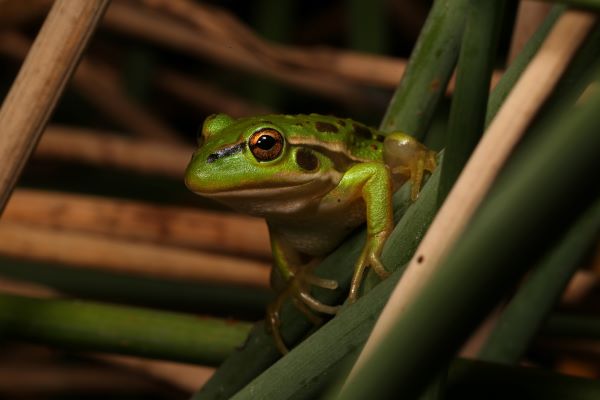 GGF photo by Geoff Heard 600x400px
