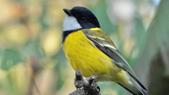 Golden Whistler Photo