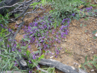 Hardenbergia violacea