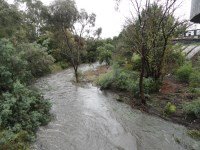 Merri Creek upstream from Blyth St on 2 12 17