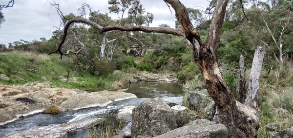 marram baba Merri Creek Regional Parklands. Photograph by Dom McKenzie. 