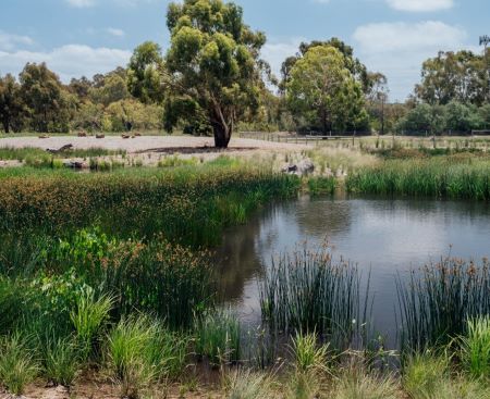 Moomba Park wetlands