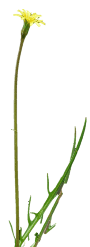 PYD flower small