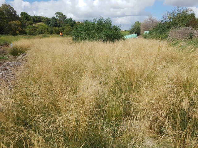 Common Tussock-grass (Poa labillardieri) in situ Seed Production Area, Fawkner Poa labillardieri in situ SPA