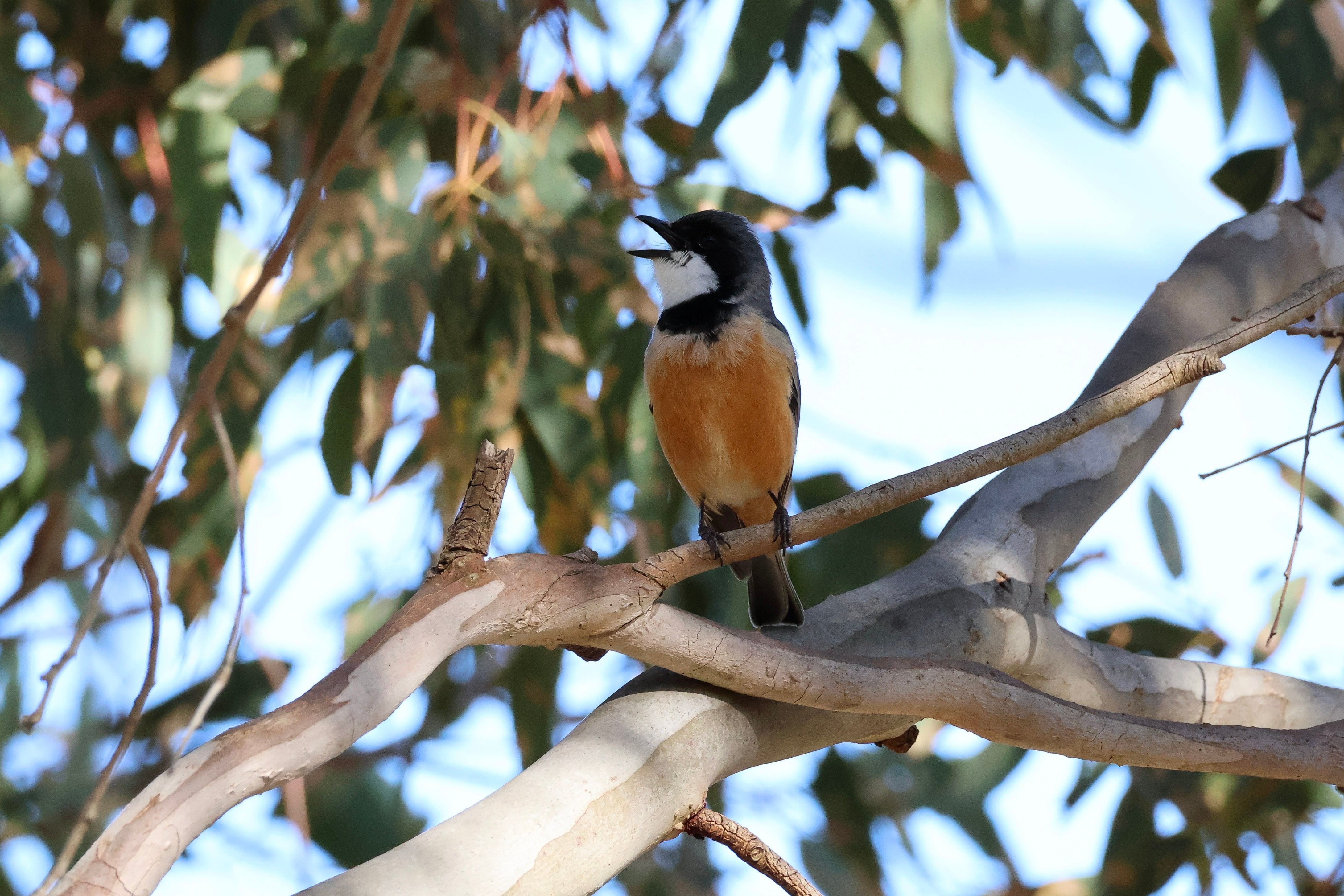 Rufous Whistler