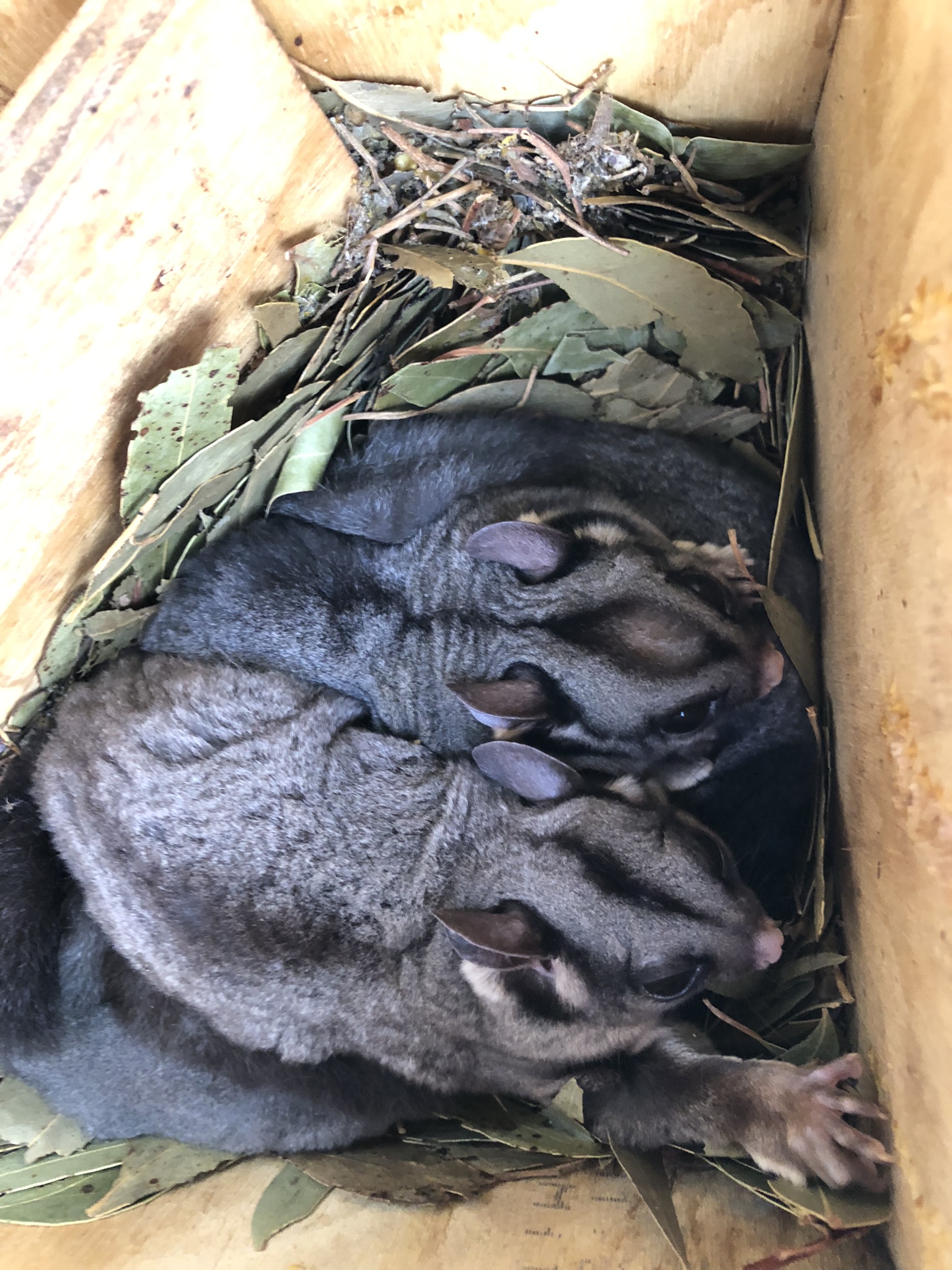 Sugar Gliders1