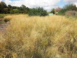 Tussock Grass in Fawkner
