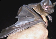 Microbat