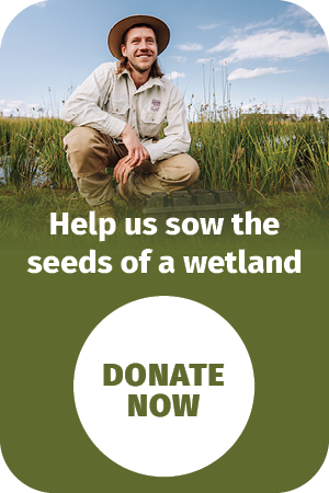 Donate to sow the seeds of a wetland