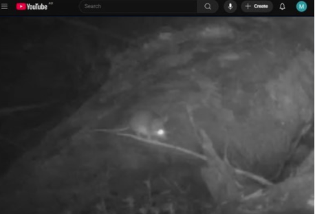 Play video: Slender-tailed dunard