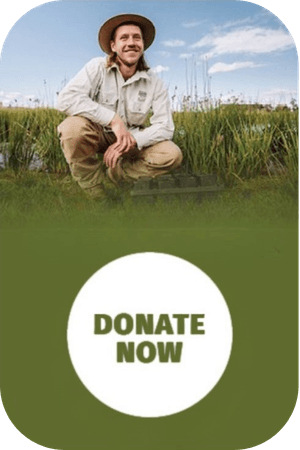 Help us care for the Merri Creek