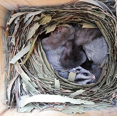 Krefft's Gliders in nest