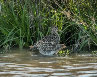 Lathams Snipe 2 by Beverley Van Praagh 400px