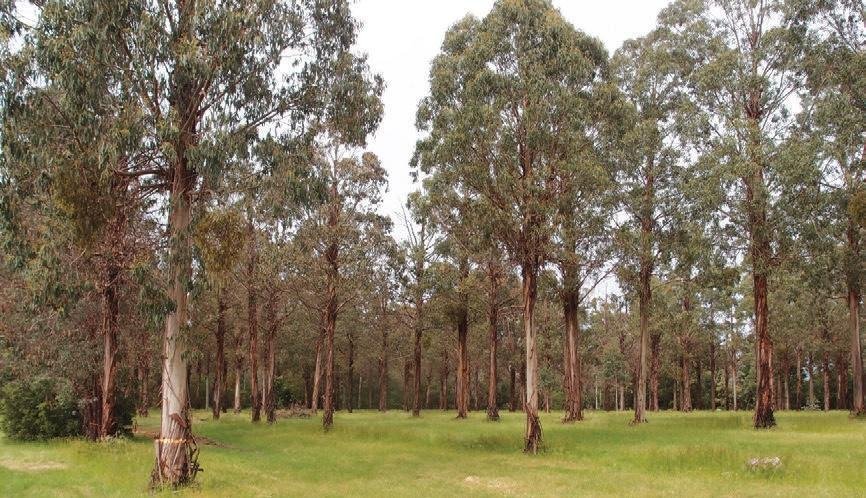 farm forestry Taggerty