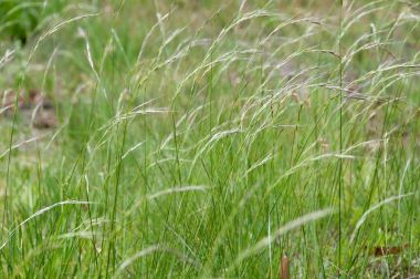weeping grass microlaena stipoides